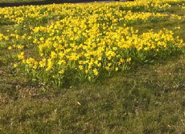 FIORI JOEFIX